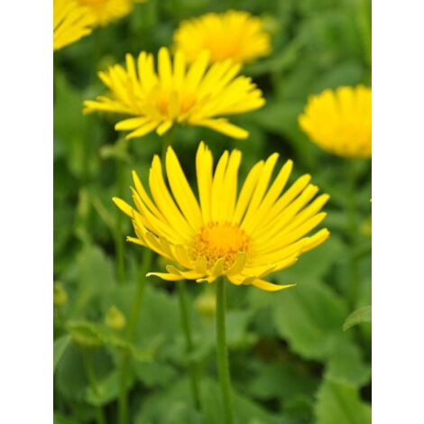 Doronic du Caucase 'Little Leo' Godet de 8/9 cm