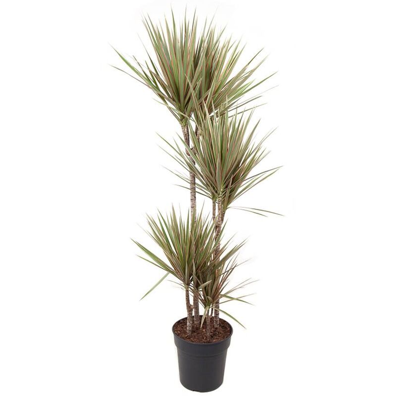 Plant In A Box - Dracaena Bicolor - pot ⌀27 cm - H. 140-150cm (hauteur pot incluse