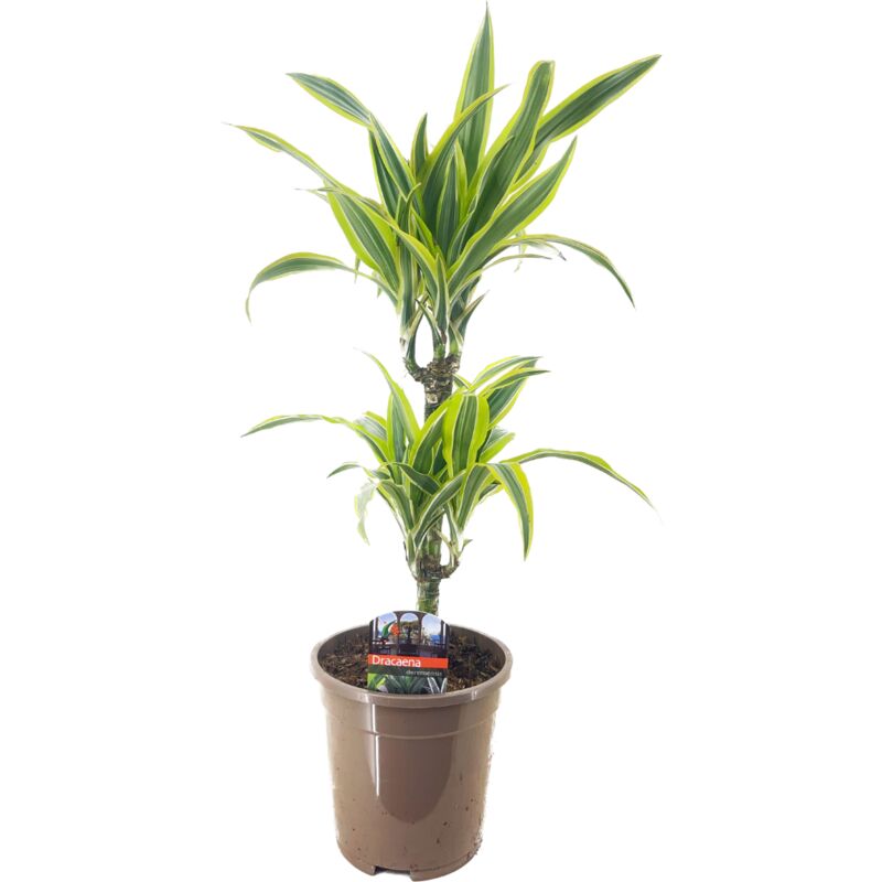 Plant In A Box - Dracaena Deremensis - Citron Lime - Pot 17cm - Hauteur 60-70cm - Vert