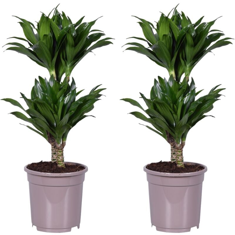 Plant In A Box - Dracaena deremensis 'Compacta' - lot de 2 - Taille du pot 17cm - Hauteur 60-70cm - Vert