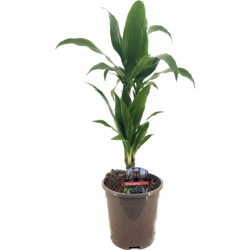 Plant In A Box - Dracaena Deremensis 'Janet Craig' - Pot 17cm - Hauteur 60-70cm - Vert