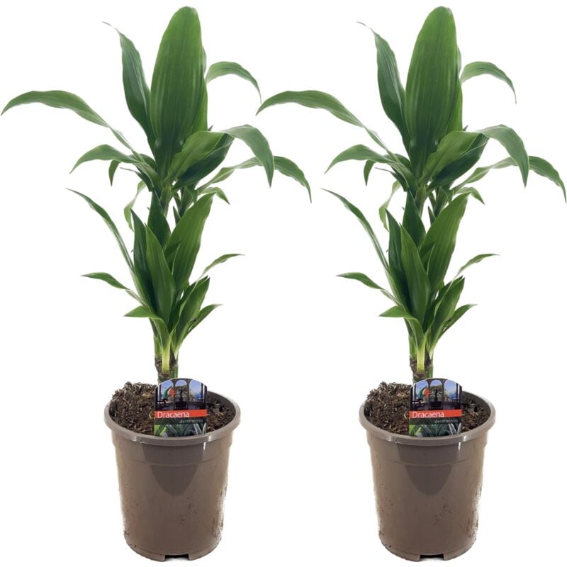 Plant In A Box - Dracaena Deremensis 'Janet Craig' - Pot 17cm - Hauteur 60-70cm - Vert