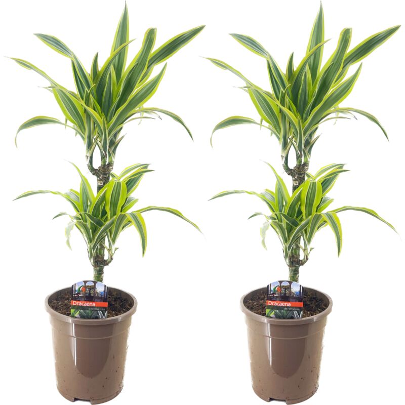 Plant In A Box - Dracaena Deremensis - Citron Lime - Dragonniers - set de 2 - Vert