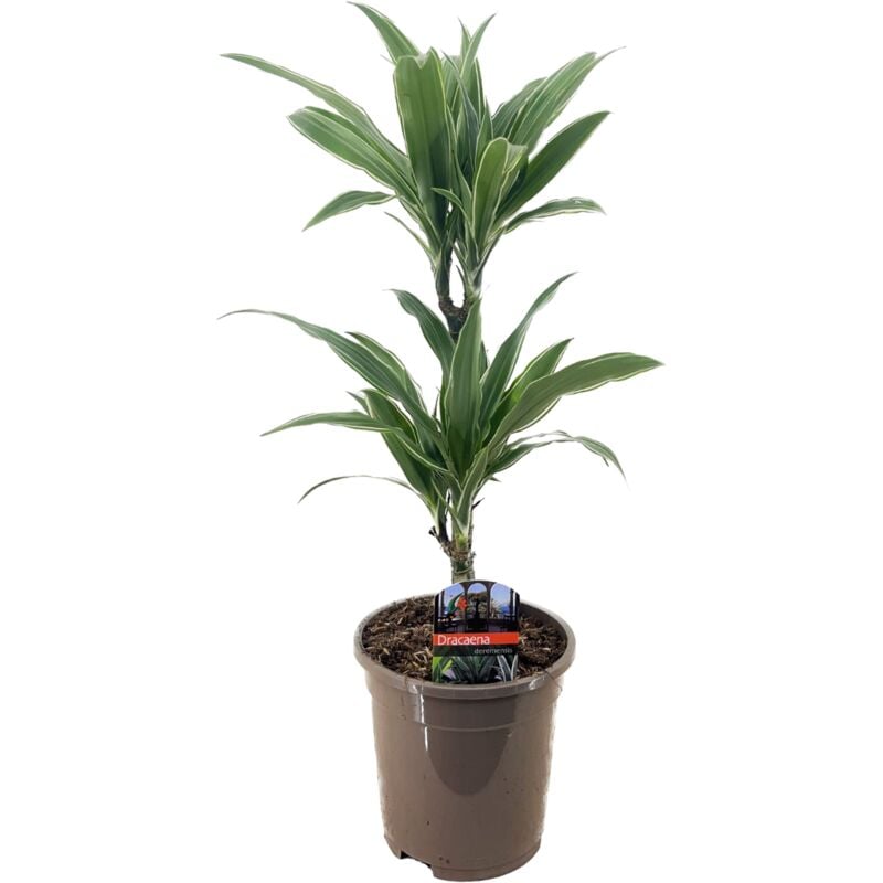 Plant In A Box - Dracaena deremensis 'Warneckei' - Taille du pot 17 cm - Hauteur 60-70 cm - Vert