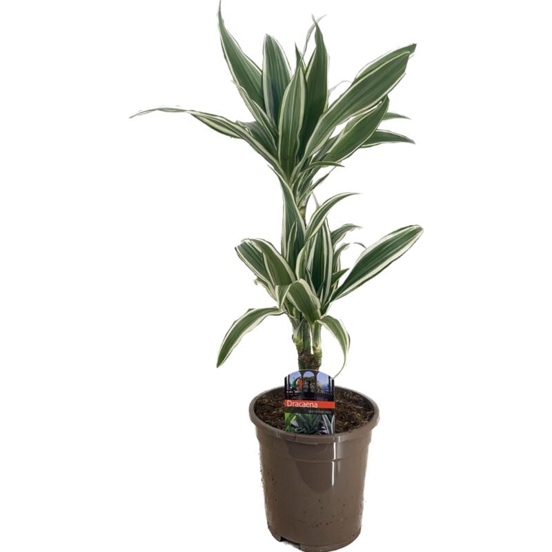 Plant In A Box - Dracaena Deremensis - Bande blanche - Pot 17cm - Hauteur 60-70cm - Vert