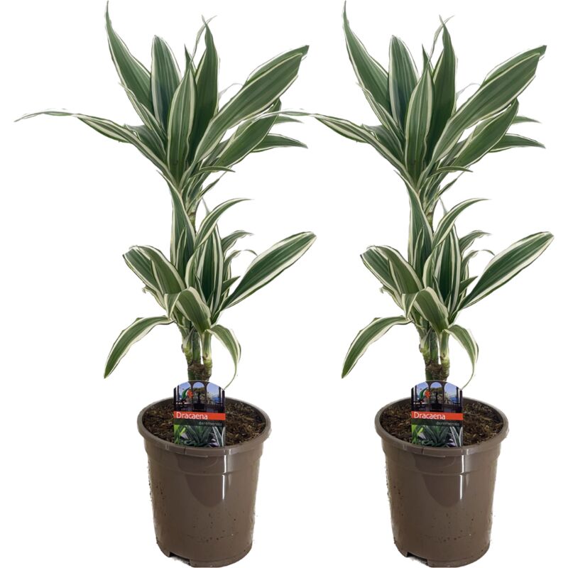 Plant In A Box - Dracaena Deremensis - Bande blanche - set de 2 - Pot 17cm - Hauteur 60-70cm - Vert