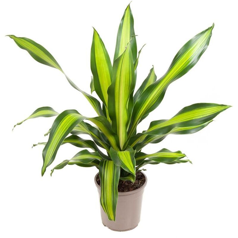 Plant In A Box - Dracaena fragrans 'Charley' - Dragonnier - Pot 24cm - Hauteur 100-110cm - Vert