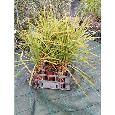 Dracaena Indivisa v16-pianta giovane