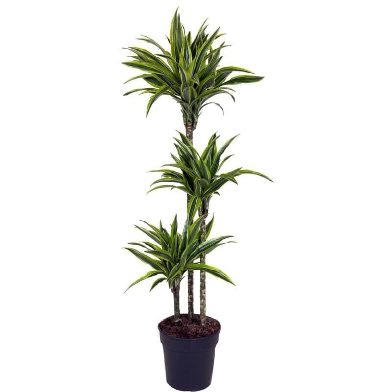 Plant In A Box - Dracaena fragrans Deremensis - Citron vert - Pot 24cm - Hauteur 130-140cm - Vert