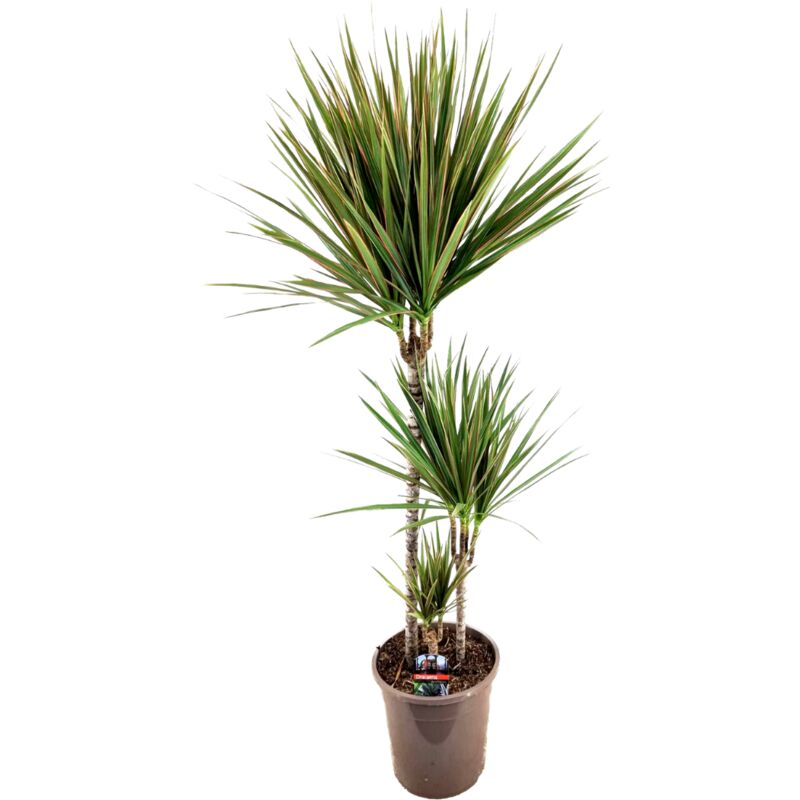 Plant In A Box - Dracaena marginata Bicolor - Dragonnier marginé - Pot 24cm - Hauteur 110-130cm - Vert