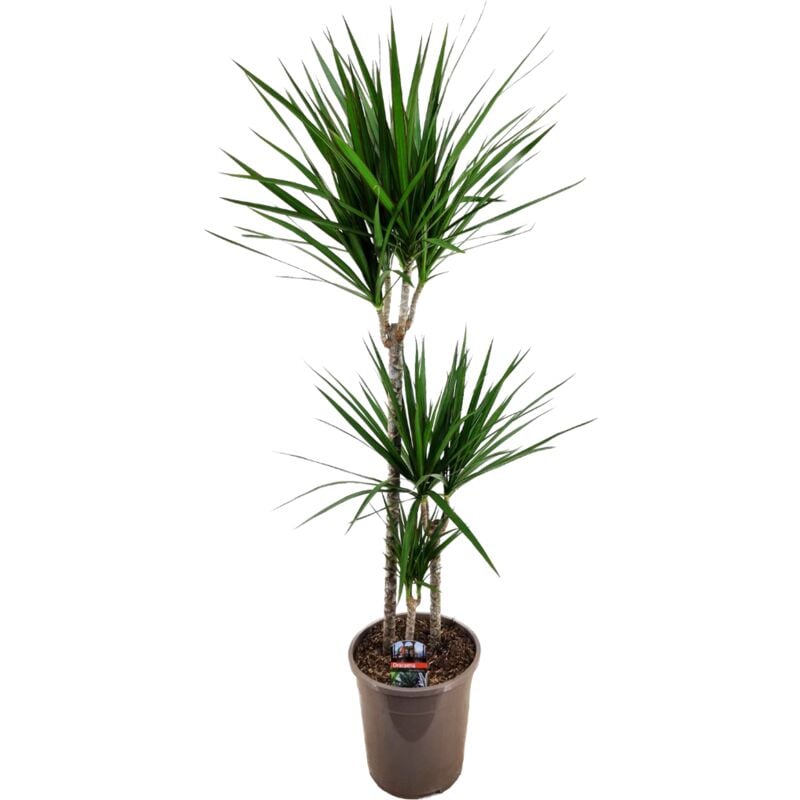 Plant In A Box - Dracaena Marginata - Dragonnier xl - Pot de 24cm - Hauteur de 110-130cm - Vert