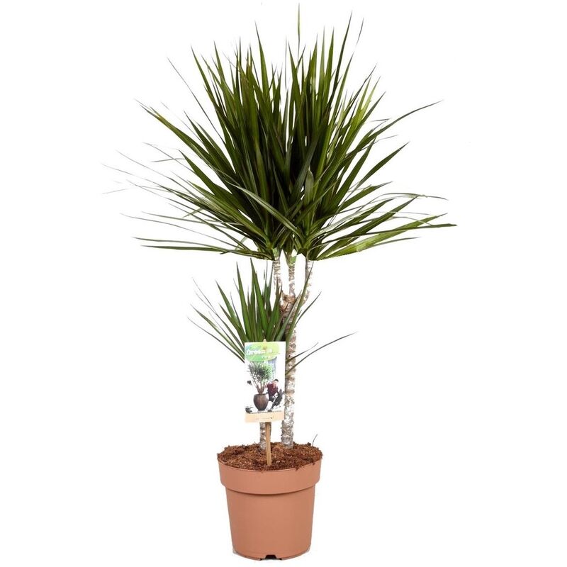 Plant In A Box - Dracaena Marginata - Dragonnier - Pot 17cm - Hauteur 70-80cm - Vert