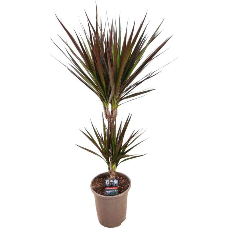 Plant In A Box - Dracaena Marginata Magenta - Dracaena Magenta - Pot de 17cm - Hauteur 70-80cm - Vert