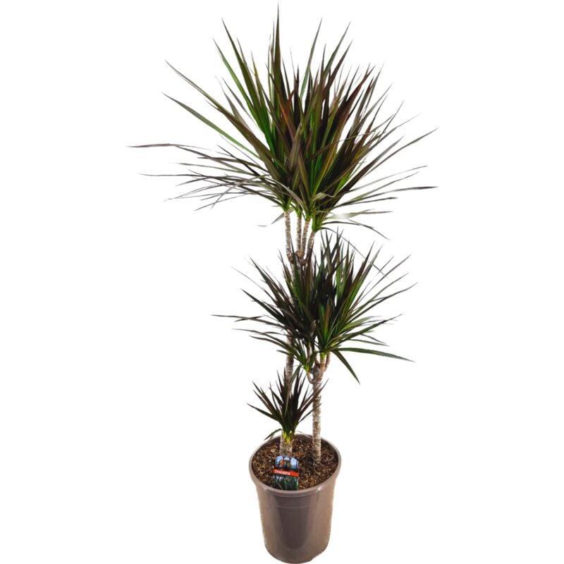 Plant In A Box - Dracaena Marginata Magenta - Dracaena Magenta - Pot de 24cm - Hauteur 110-130cm - Vert
