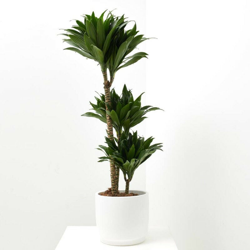 

DRACENA COMPACTA - Maceta 4 litros