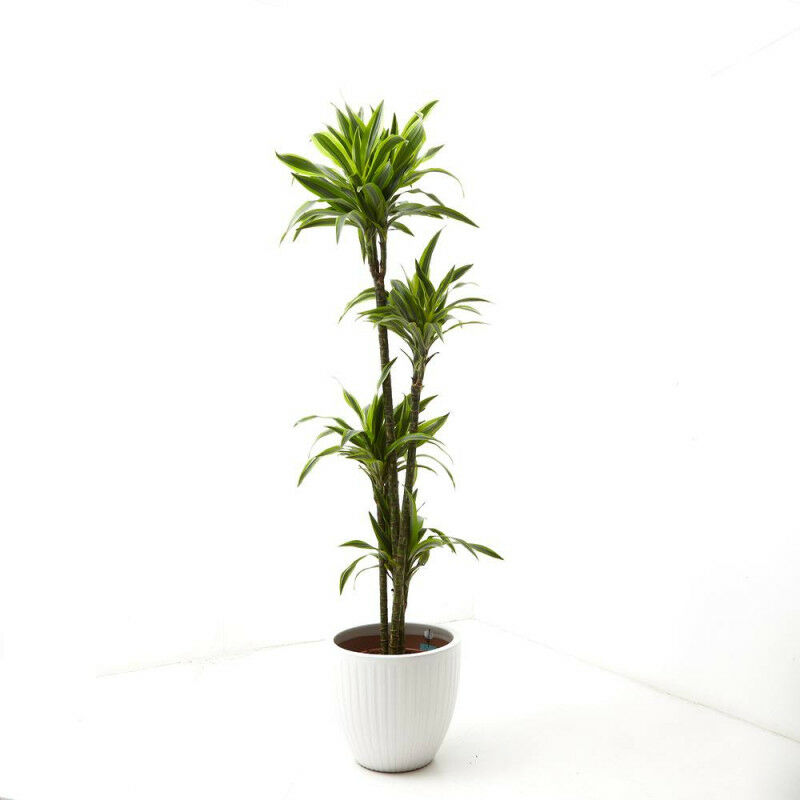 

DRACENA LEMON LIME - Maceta 10 litros