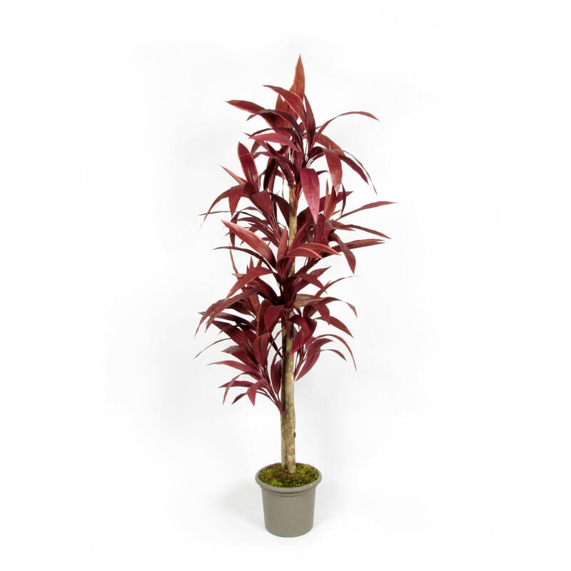 Dracena Semi-Naturale Luxe · Rossa · uvr · Tronco Mansanisi - 200