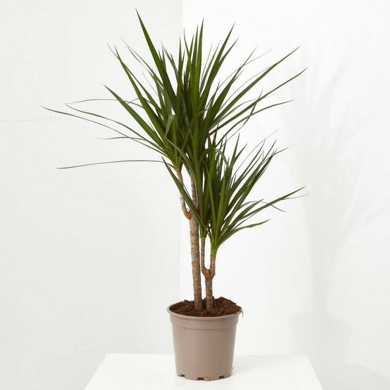 

DRACENA MARGINATA - Maceta 2 litros (Altura 65-75cm)
