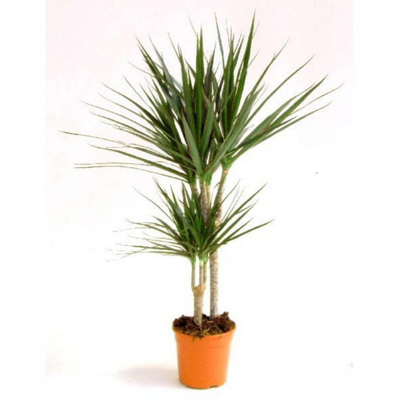 

DRACENA MARGINATA - Maceta 10 litros (Altura 180-190cm)