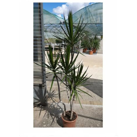 Dracena Marginata