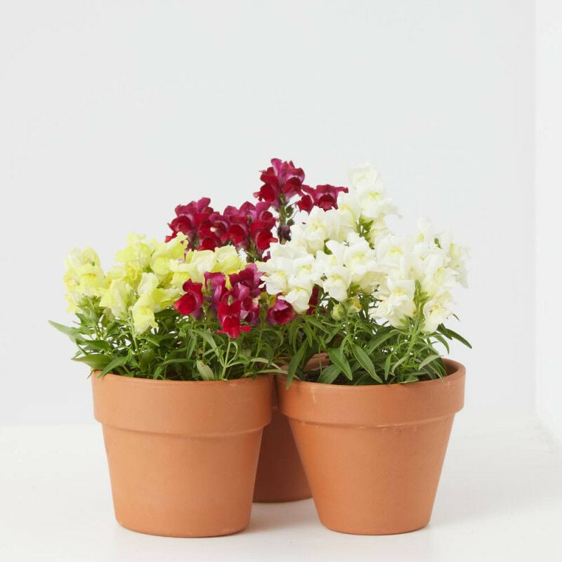 

Verdecora - DRAGONARIA MACETA 11CM