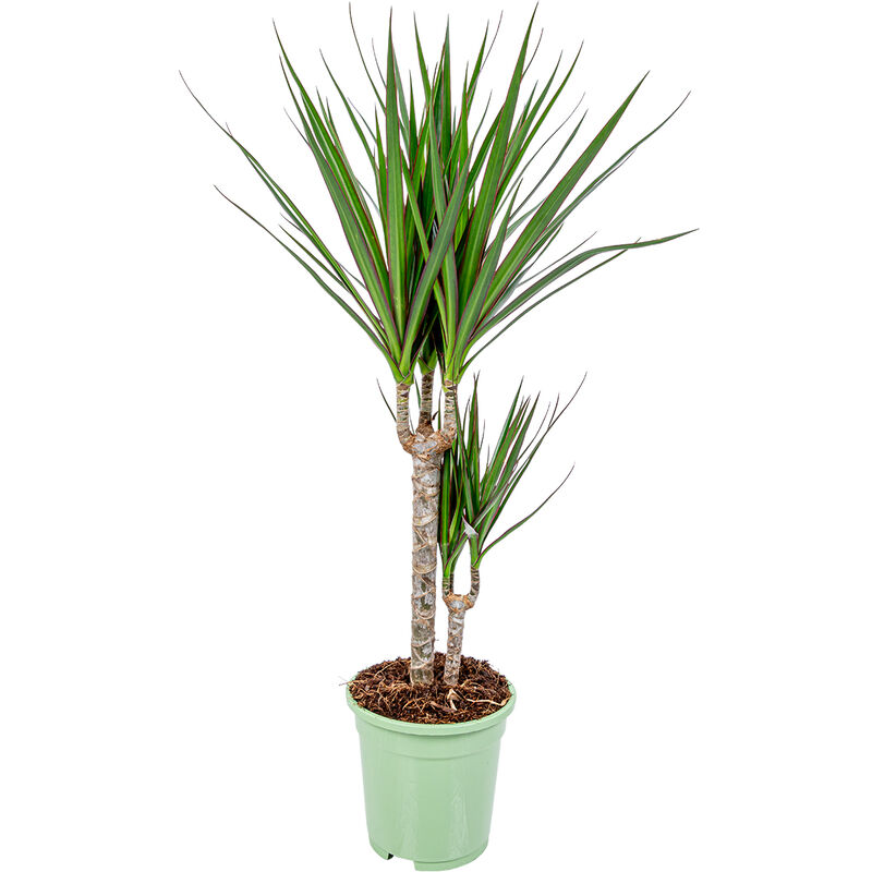 Bloomique - Dragonier - Dracaena 'Marginata' chaque - Plante d'intérieur en pot de pépinière ⌀17 cm - ↕75 cm - Green