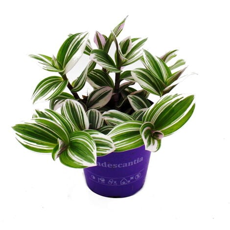 EXOTENHERZ Dreimasterblume - Tradescantia White - pflegeleichte hängende Zimmerpflanze - 12m Topf - weiss