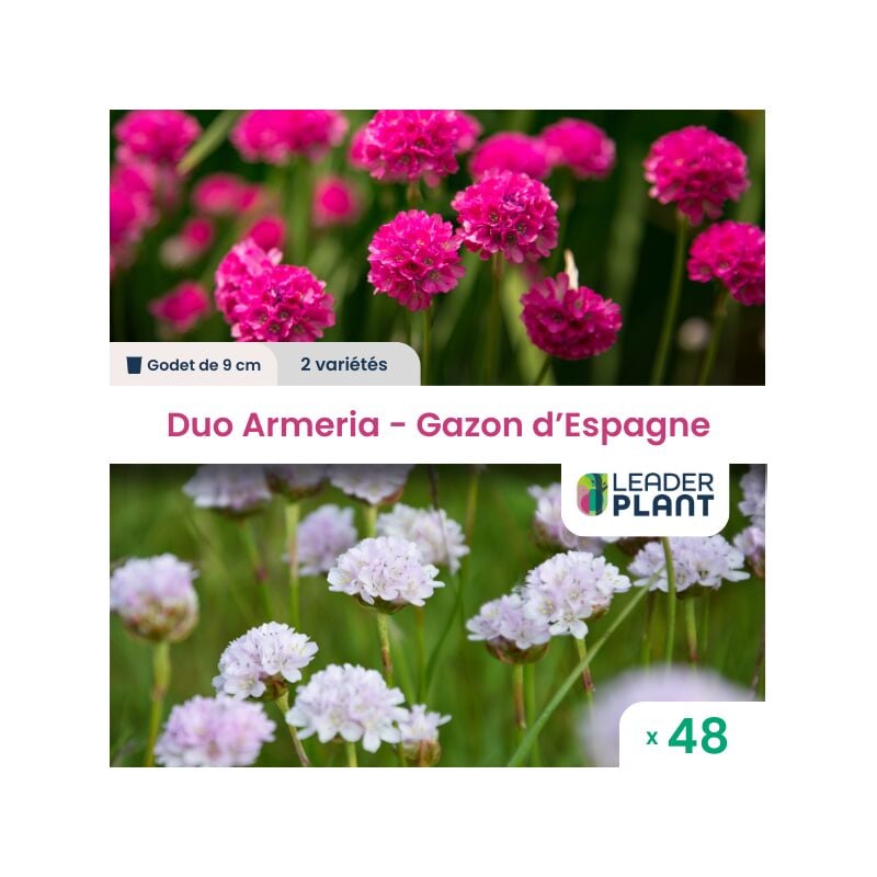 Leaderplantcom - Duo Armerias - Gazon d'Espagne - 2 variétés - lot de 48 godets