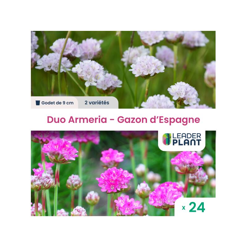 Leaderplant.com - Gazon d'Espagne - 2 variétés - Lot de 24 godets