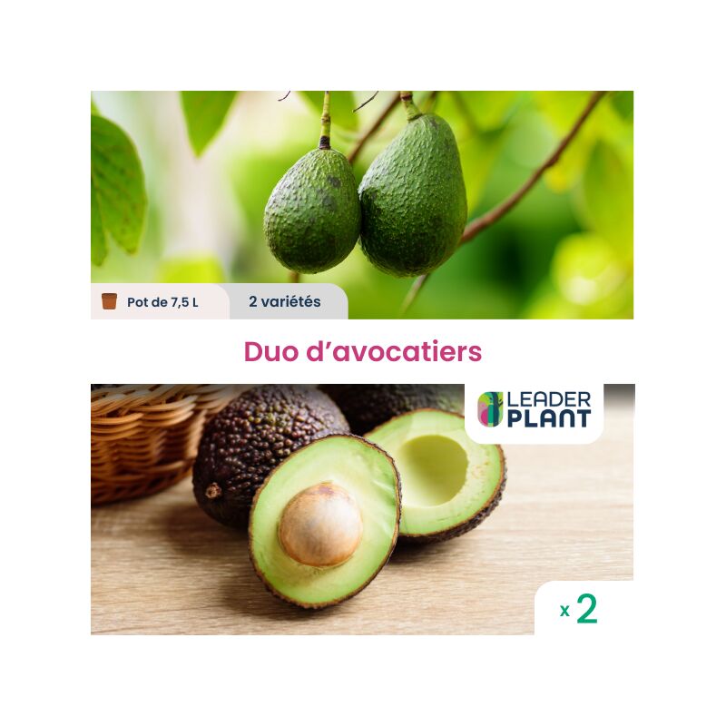 Duo Avocatiers - 2 variétés en pot de 7,5 l