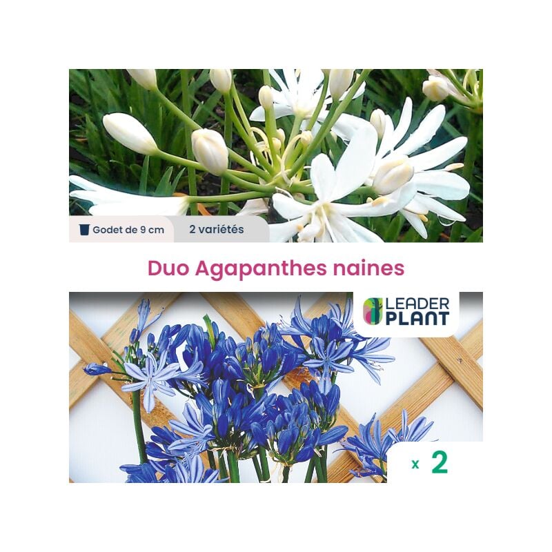 Leaderplantcom - Duo d'Agapanthes naines - lot de 2 godets