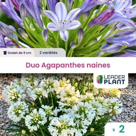 DUO d'Agapanthes naines