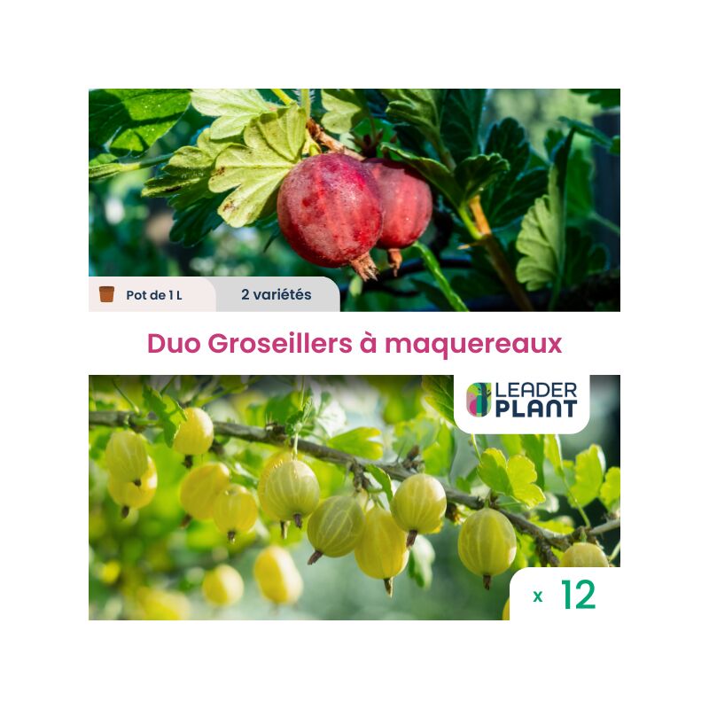 Duo de Groseillers à Maquereaux - Lot de 12 pots de 1 l