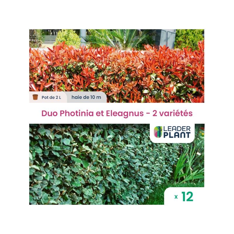 Leaderplantcom - Duo de Laurier Rouge et Argent - 2 variétés - lot de 12 plants en pot de 2L pour une haie de 10m