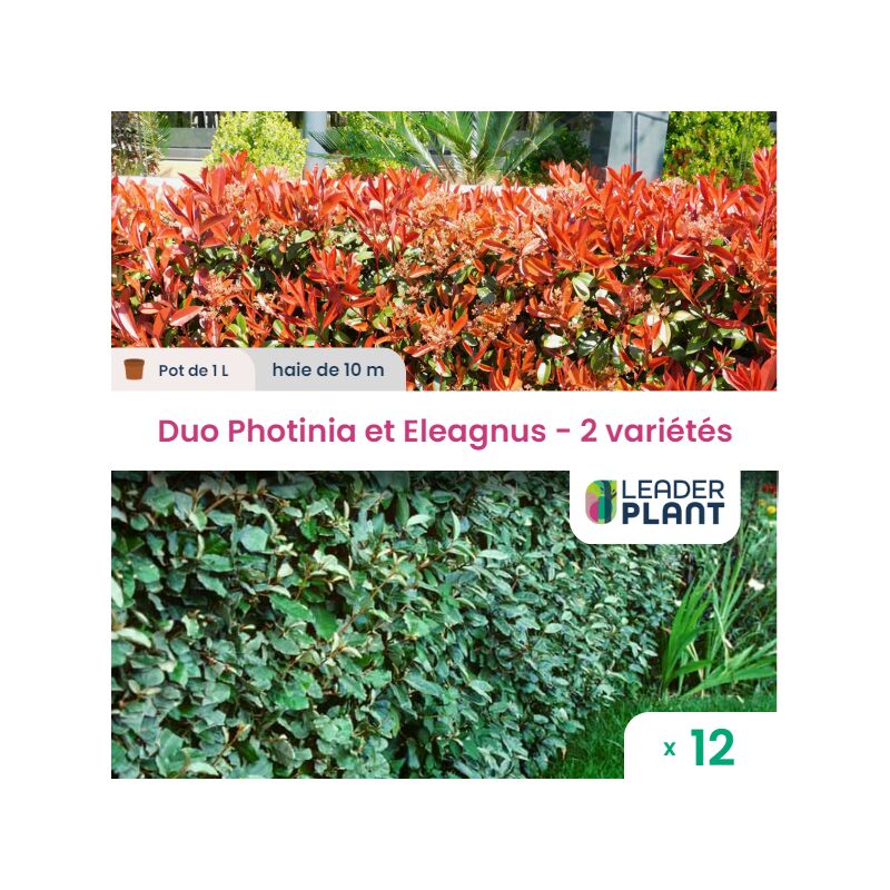 Duo de Lauriers Rouge et Argent - 2 variétés - lot de 12 plants en pot de 1L pour une haie de 10m