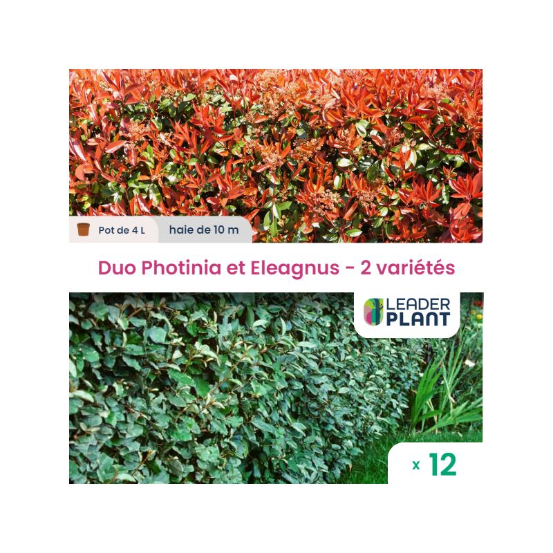 Duo de Lauriers Rouge et Argent - 2 variétés - lot de 12 plants en pot de 4L pour une haie de 10m