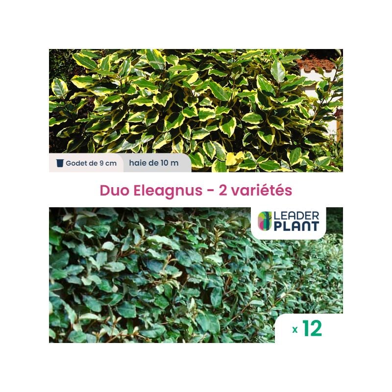 Leaderplant.com - Duo Eleagnus vert et panaché - 2 variétés - Lot de 12 godets
