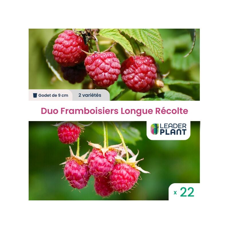 Leaderplantcom - Duo Framboisiers Longue Récolte 2 variétés - lot de 22 godets