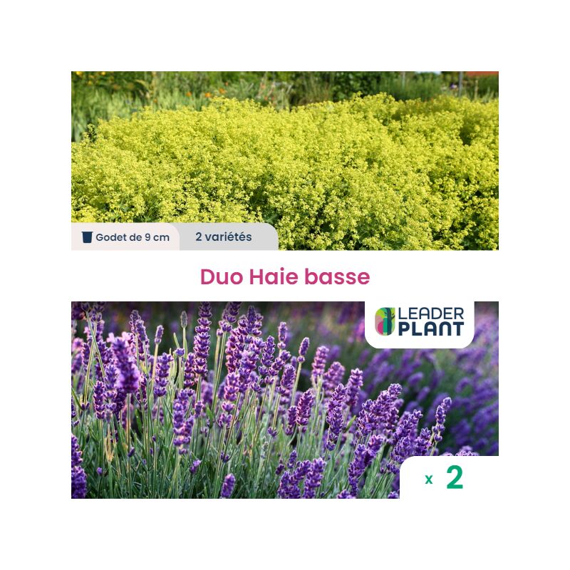 Duo Haie Basse - 2 variétés - lot de 2 godets