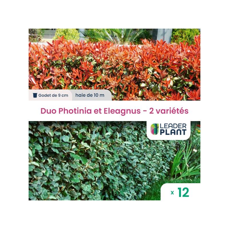 Duo de Laurier Rouge et Argent - 2 variétés - lot de 12 plants en godet pour une haie de 10m