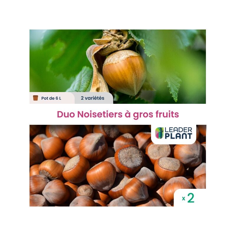 Leaderplantcom - Duo Noisetiers à gros fruits - 2 variétés en pot de 6 l