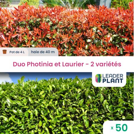 Duo Photinias Rouge et Lauriers Verts – 2 variétés – Lot de 50 pots de 4 L