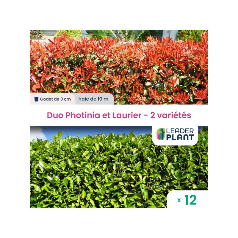 Leaderplantcom - Duo Photinia Rouge et Laurier Vert – 2 variétés – Lot de 12 plants en godet pour une haie de 10m