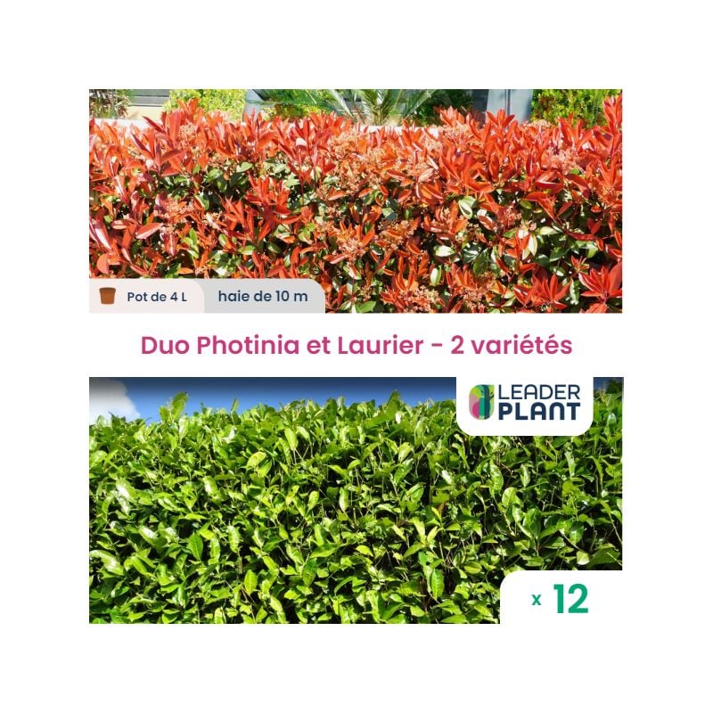 Duo Photinia Rouge et Laurier Vert – 2 variétés – Lot de 12 plants en pot de 4L pour une haie de 10m