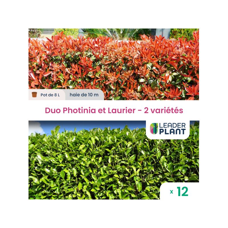 Leaderplantcom - Duo Photinia Rouge et Laurier Vert – 2 variétés – Lot de 12 plants en pot de 8L pour une haie de 10m
