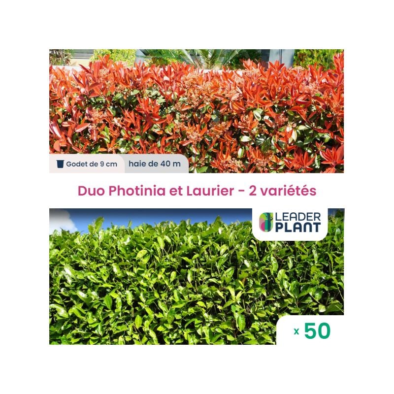 Leaderplantcom - Duo Photinia Rouge et Laurier Vert – 2 variétés – Lot de 50 plants en godet pour une haie de 40m