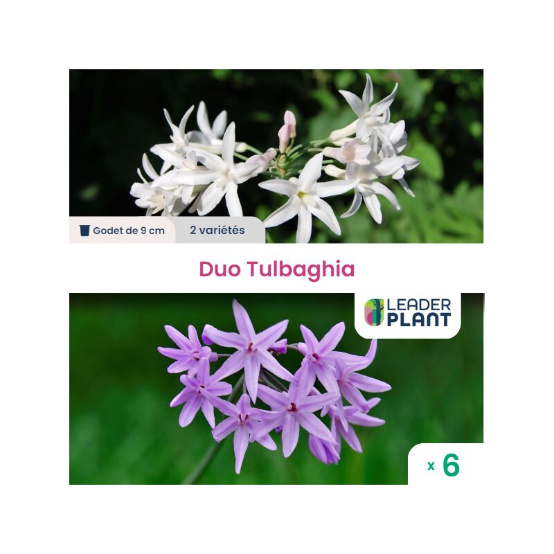 Leaderplantcom - Duo Tulbaghia : 6 plants de 2 couleurs différentes