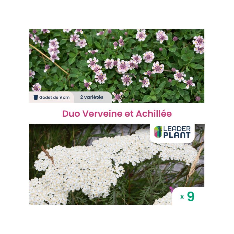 Leaderplantcom - Duo Verveine et Achillée - lot de 150 godets