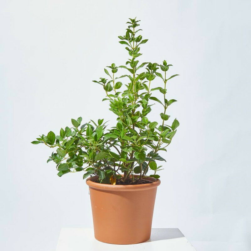 

Verdecora - DURILLO - Maceta 5 litros (Altura 75 - 85 cm)