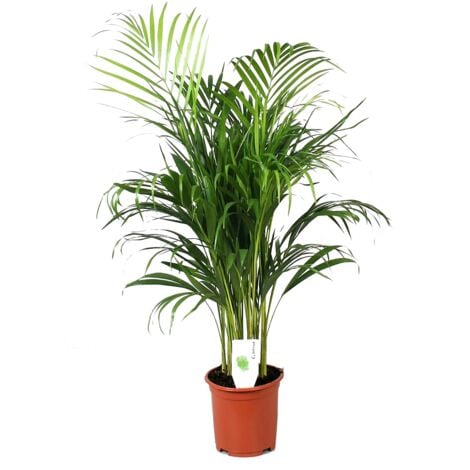 PLANT IN A BOX Dypsis Lutescens - Areca Palmier D'or - Pot 21cm - Hauteur 100-120cm